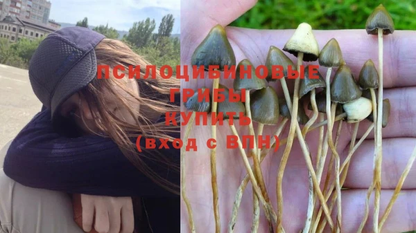 шишки Арсеньев